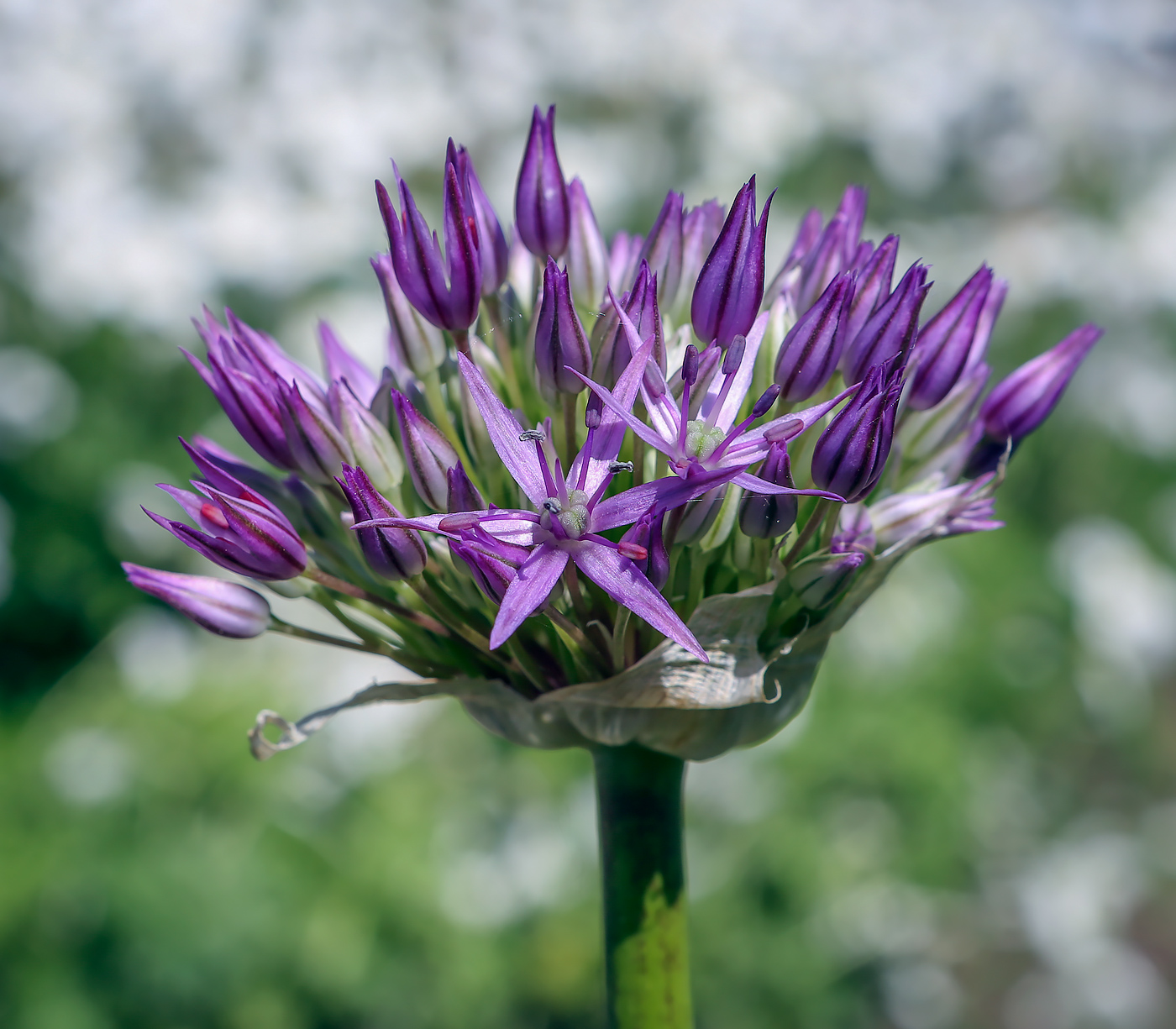 Image of genus Allium specimen.