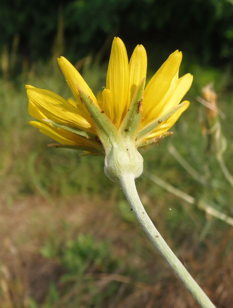 Изображение особи Tragopogon borysthenicus.