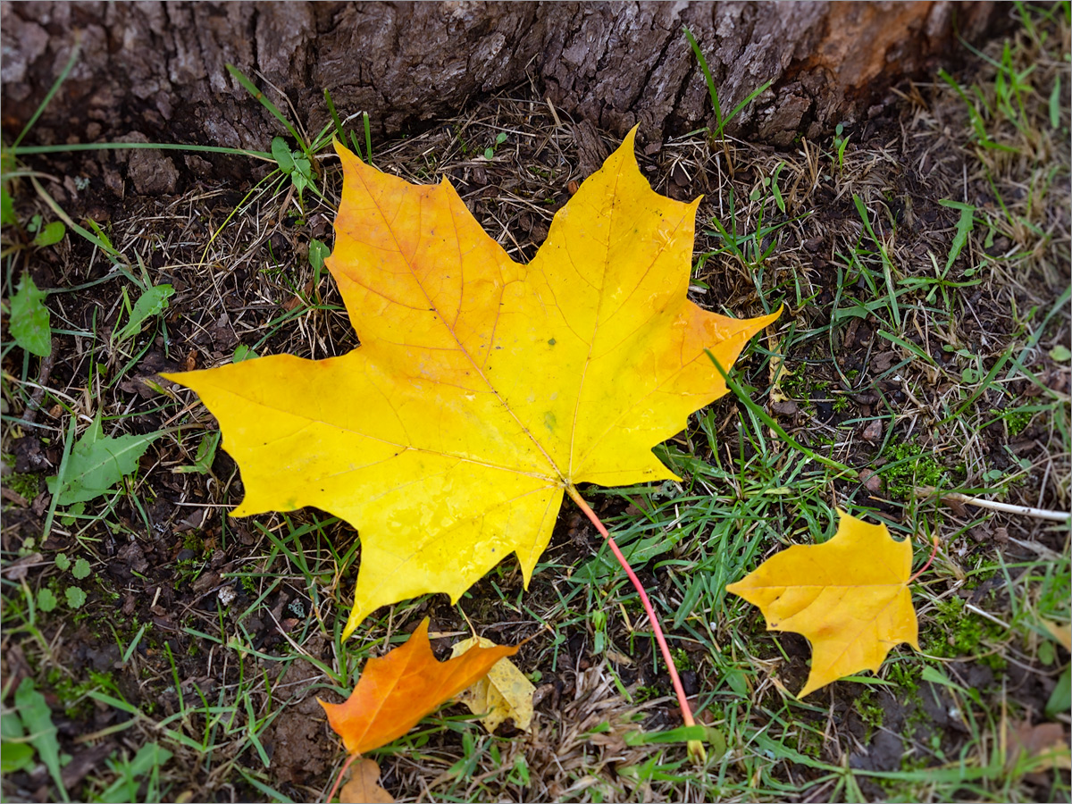 Image of Acer platanoides specimen.