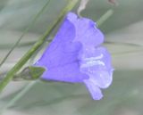 Campanula persicifolia. Цветок. Греция, гора Олимп. 02.09.2010.