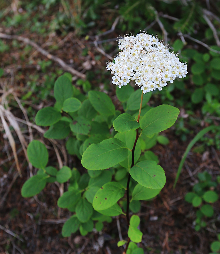 Изображение особи Spiraea betulifolia.