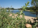 Salsola tragus. Верхушка побега с цветками. Казахстан, г. Тараз, долина р. Ушбулак (Карасу), насыпная пляжная зона на оз. Зербулак. 29 августа 2020 г.