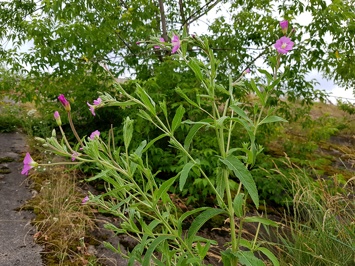 Image of Epilobium hirsutum specimen.