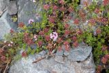 genus Thymus