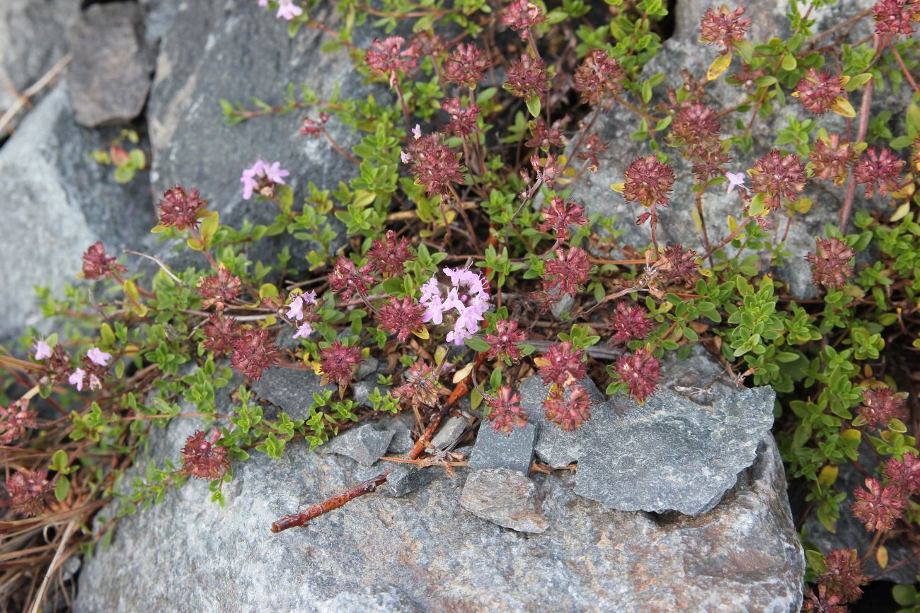 Изображение особи род Thymus.