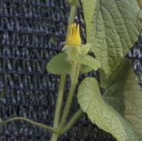 Thladiantha dubia