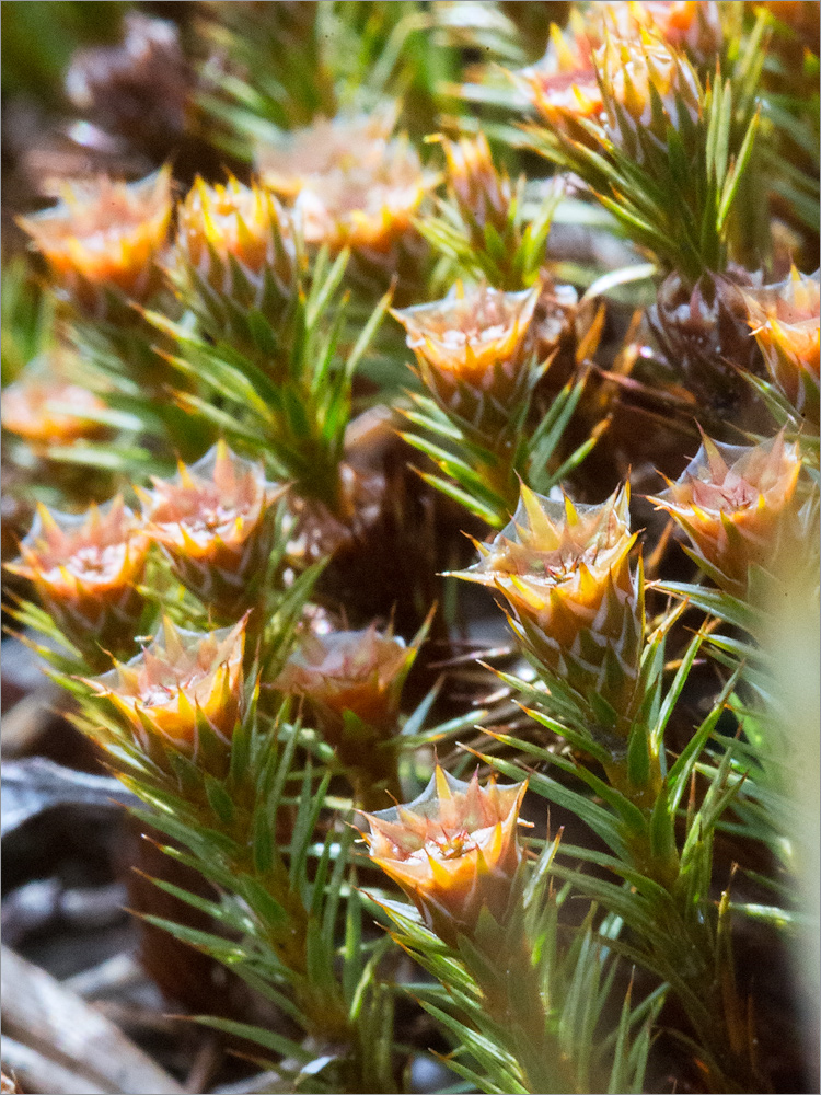 Изображение особи Polytrichum juniperinum.