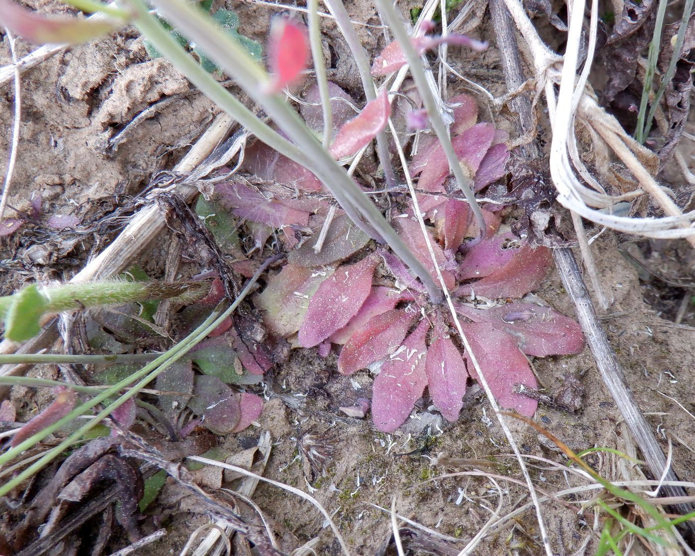 Изображение особи Arabidopsis thaliana.