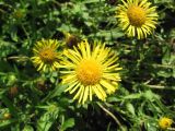 Inula britannica