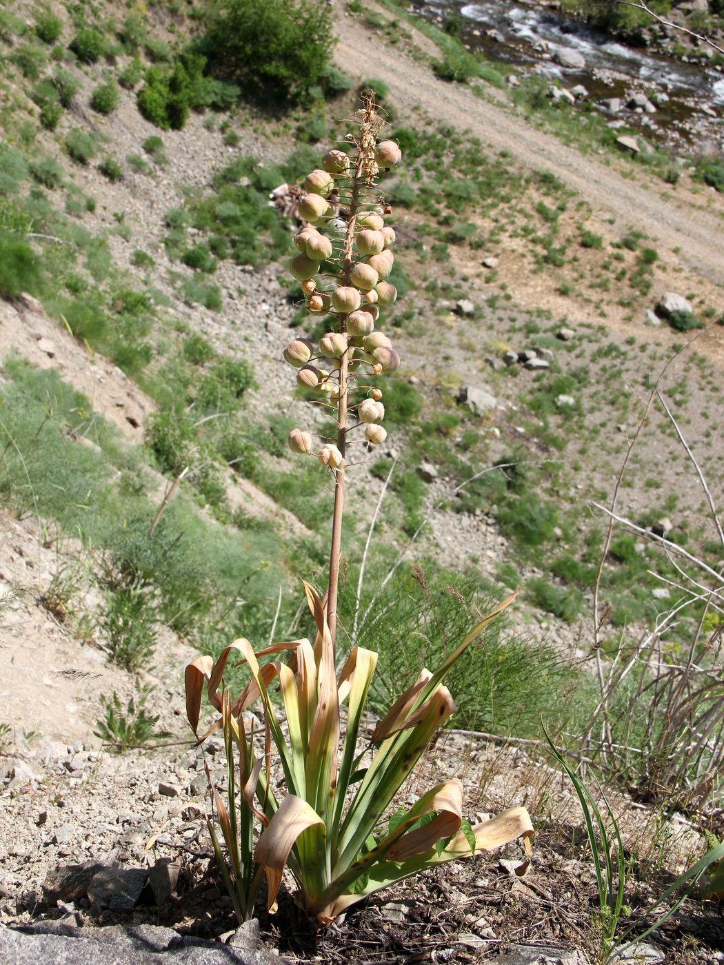 Image of Eremurus lactiflorus specimen.