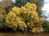 Fraxinus ptacovskyi. Дерево с листьями осенней окраски. Украина, г. Запорожье, пос. Солнечное, перед Институтом масличных культур. 16.10.2020.