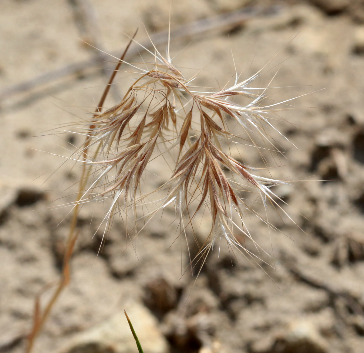 Изображение особи Anisantha tectorum.