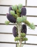 Abies koreana