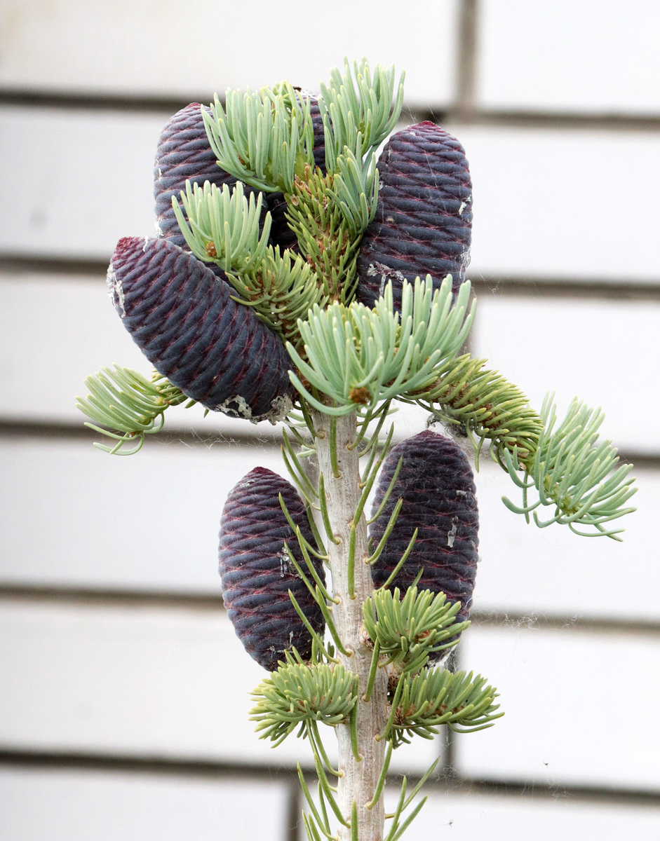 Image of Abies koreana specimen.
