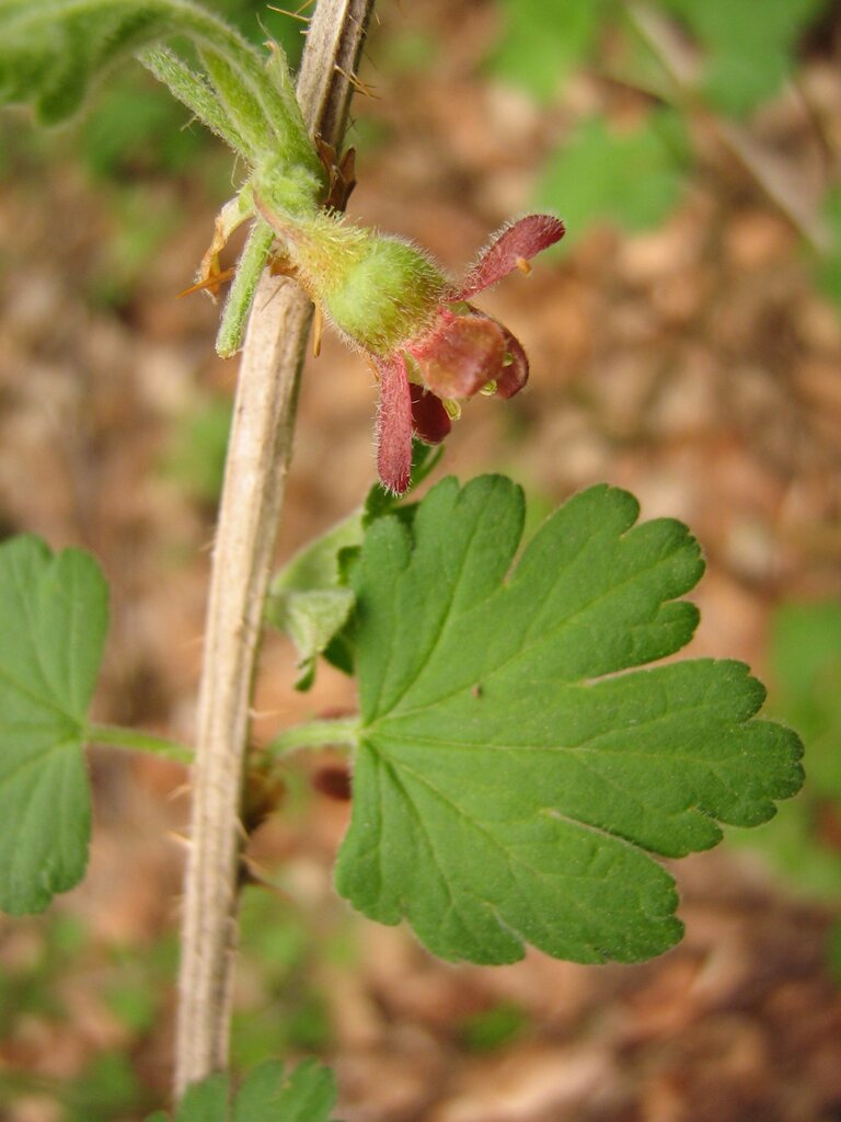 Image of Grossularia uva-crispa specimen.