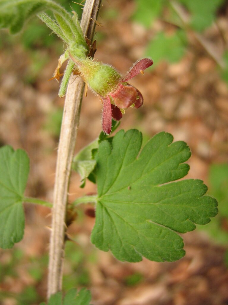 Изображение особи Grossularia uva-crispa.