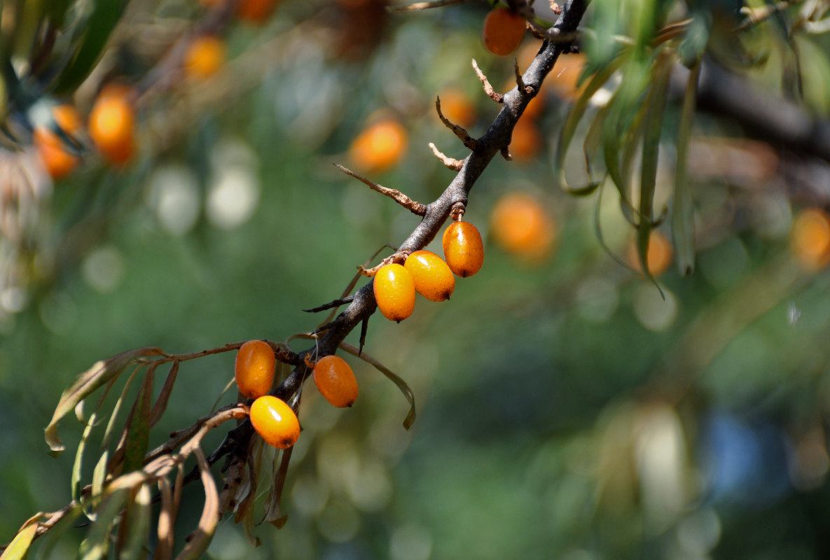 Изображение особи Hippophae rhamnoides.