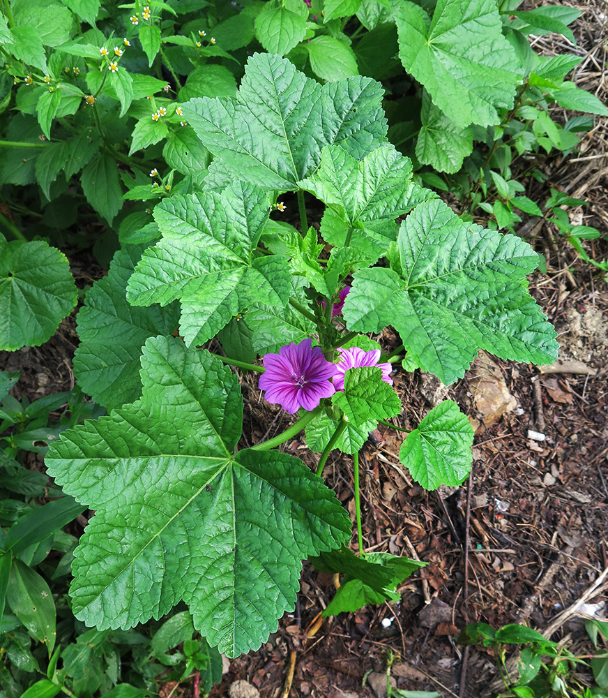 Image of Malva mauritiana specimen.