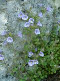 Chaenorhinum origanifolium