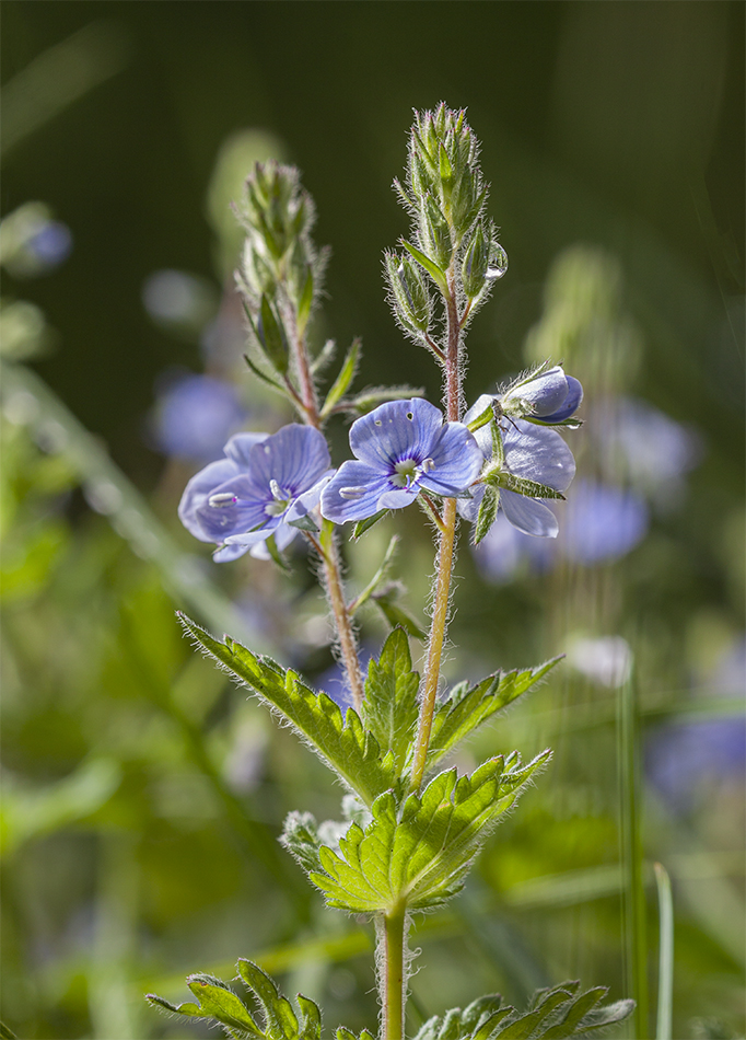 Image of Veronica chamaedrys specimen.