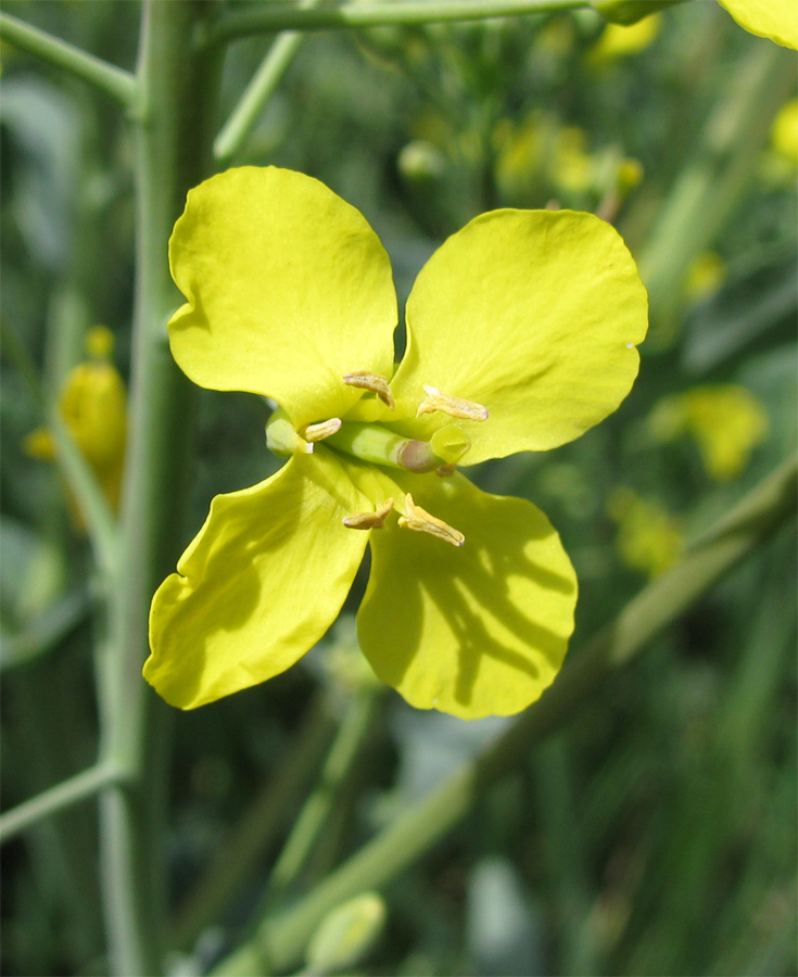 Изображение особи Brassica napus.