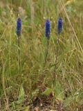 Veronica spicata. Цветущие растения в засушливых условиях. Ульяновская обл., Новомалыклинский р-н, дол. р. Бол. Авраль, среднее течение, остепнённый береговой склон. 23.06.2019.