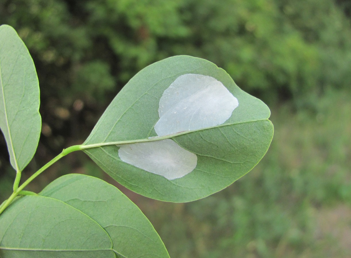 Image of Robinia pseudoacacia specimen.