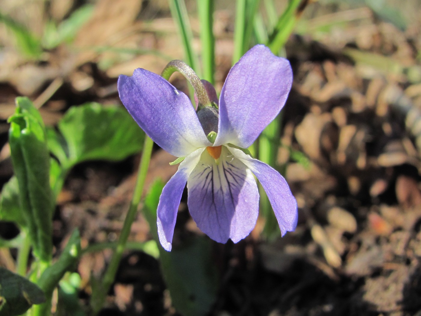 Изображение особи род Viola.