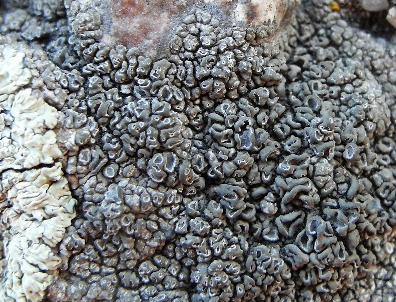 Image of Aspicilia desertorum specimen.