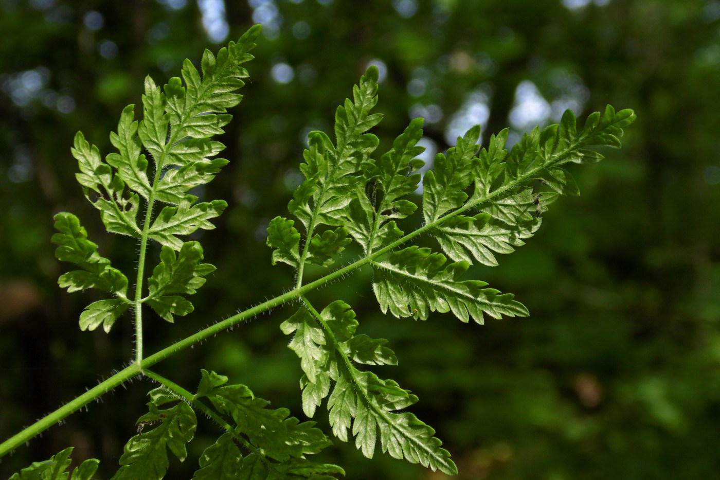 Изображение особи Anthriscus sylvestris.