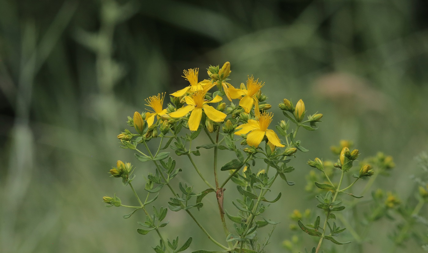 Image of Hypericum perforatum specimen.