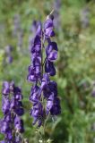 Aconitum napellus