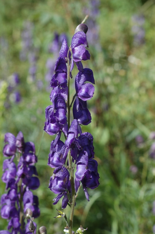 Изображение особи Aconitum napellus.