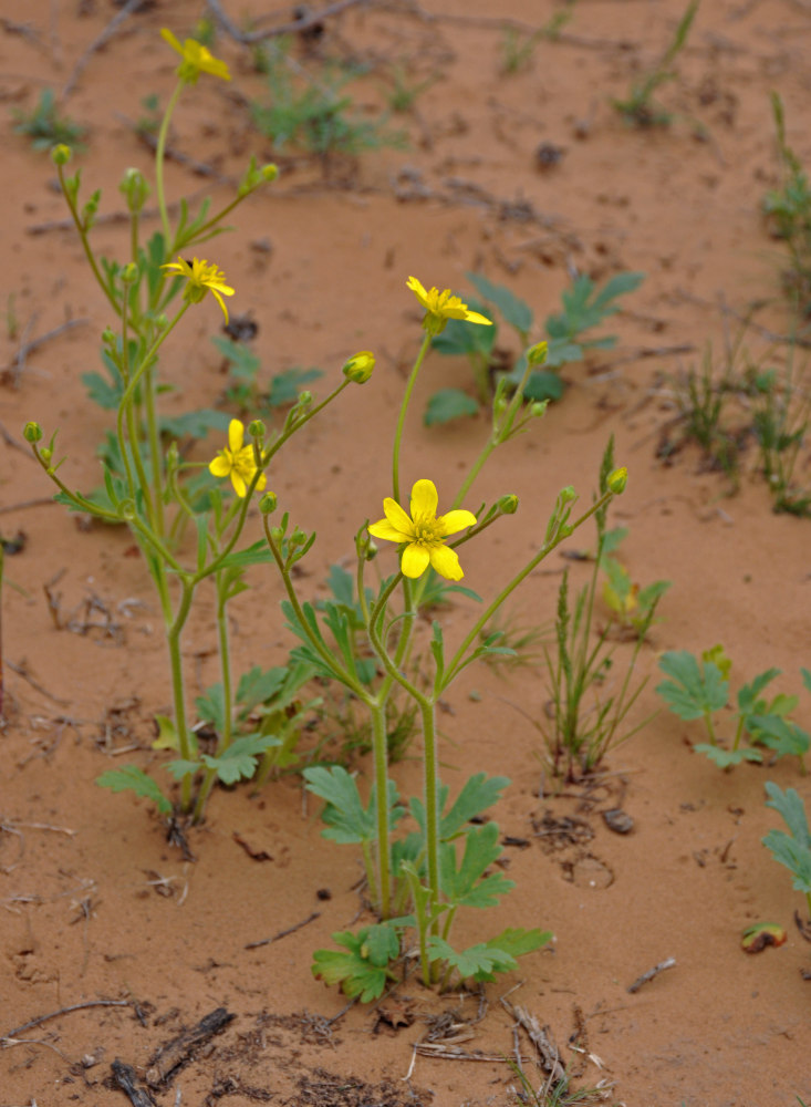 Image of Ranunculus oxyspermus specimen.