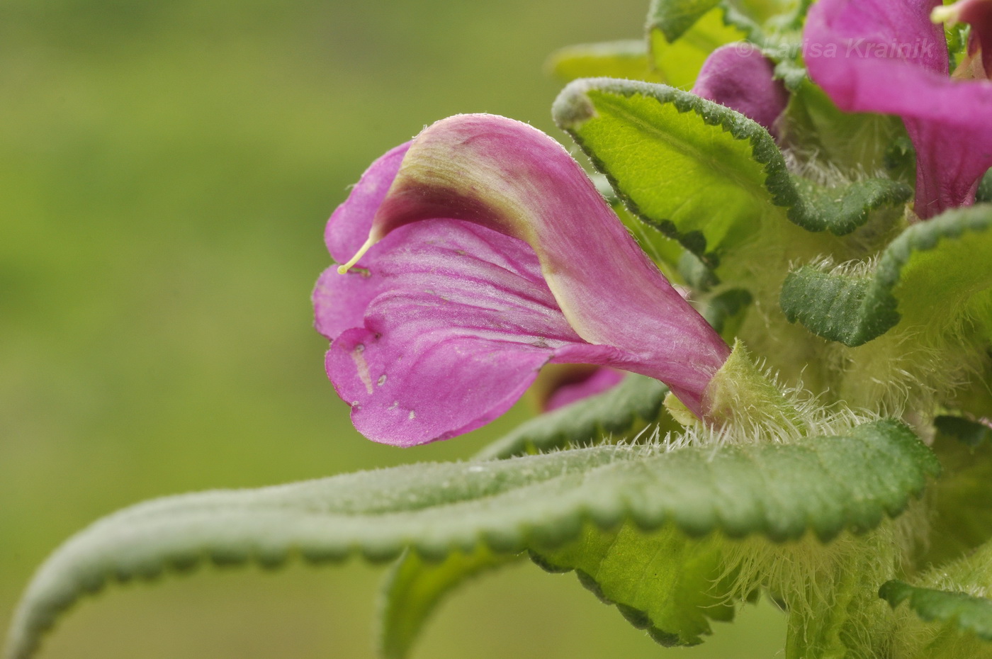 Изображение особи Pedicularis resupinata.