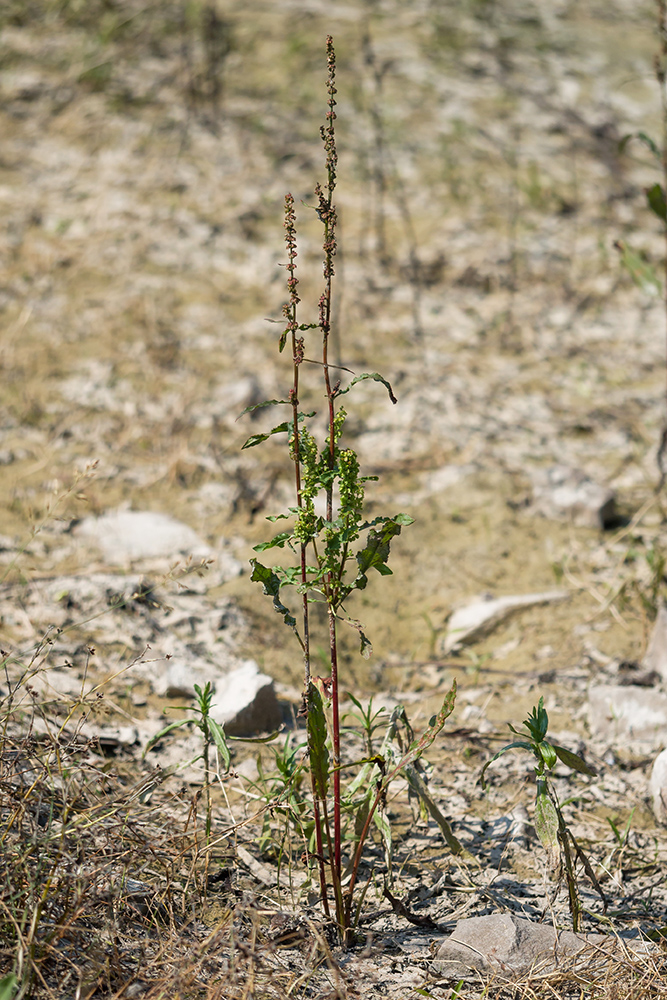 Image of Rumex hydrolapathum specimen.