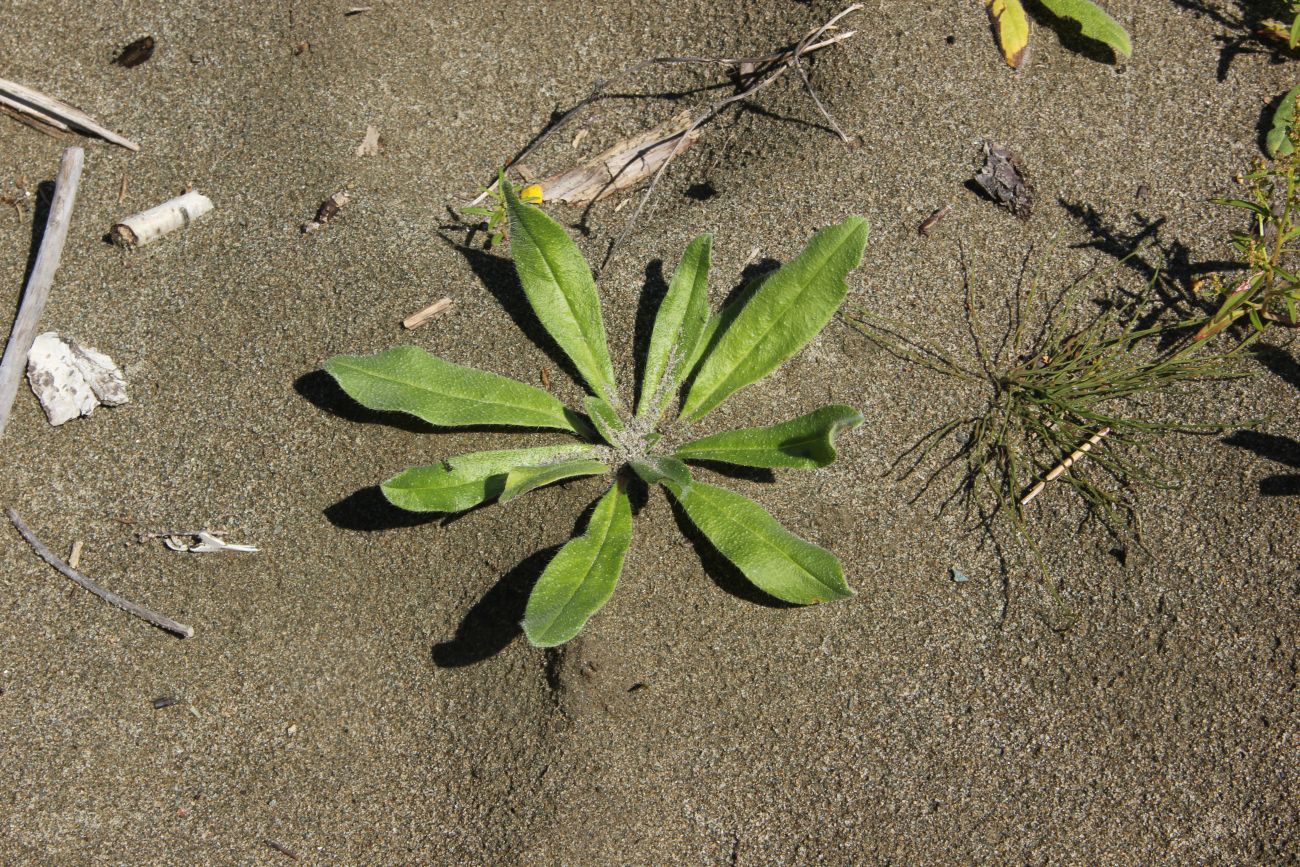 Image of Echium vulgare specimen.