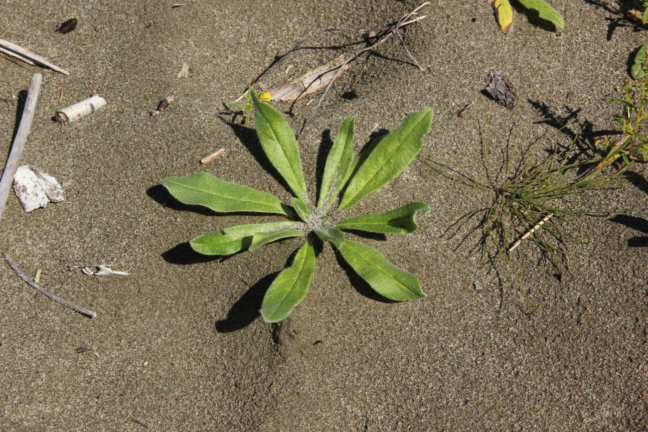 Изображение особи Echium vulgare.