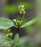 Philadelphus tenuifolius. Верхушка побега с незрелыми плодами. Приморский край, Лазовский р-н, Лазовский заповедник, 1 км Ю кордона Америка. 17.08.2009.