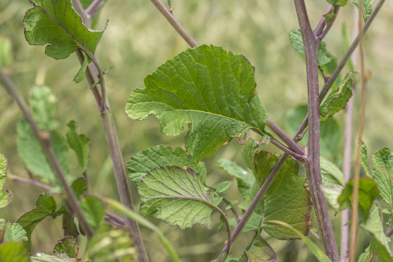 Изображение особи Rapistrum rugosum.