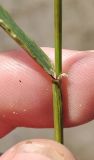 Agrostis stolonifera