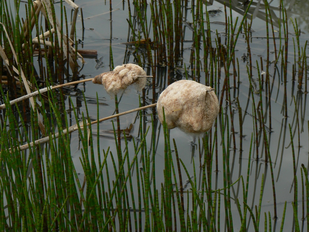 Image of Typha latifolia specimen.