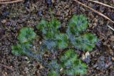 Marchantia polymorpha