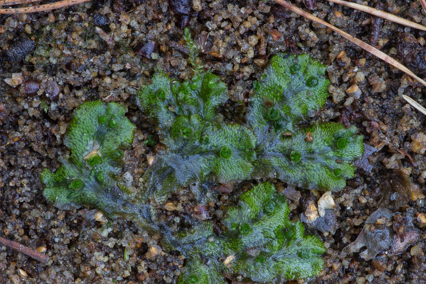 Image of Marchantia polymorpha specimen.
