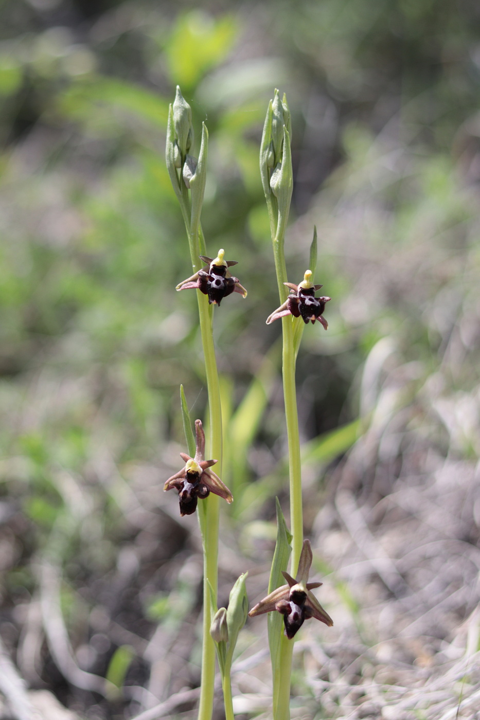 Изображение особи Ophrys &times; aghemanii.