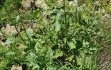 Crambe koktebelica