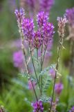 Astragalus varius. Верхушка растения с соцветиями. Ростовская обл., Мясниковский р-н, окр. хут. Недвиговка, ур. Каменная балка, степной склон. 12.06.2021.