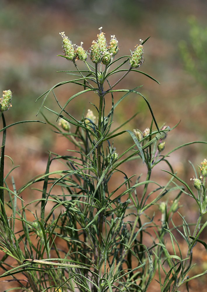 Image of Plantago arenaria specimen.