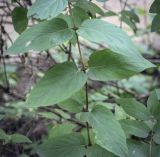 Lonicera &times; brownii