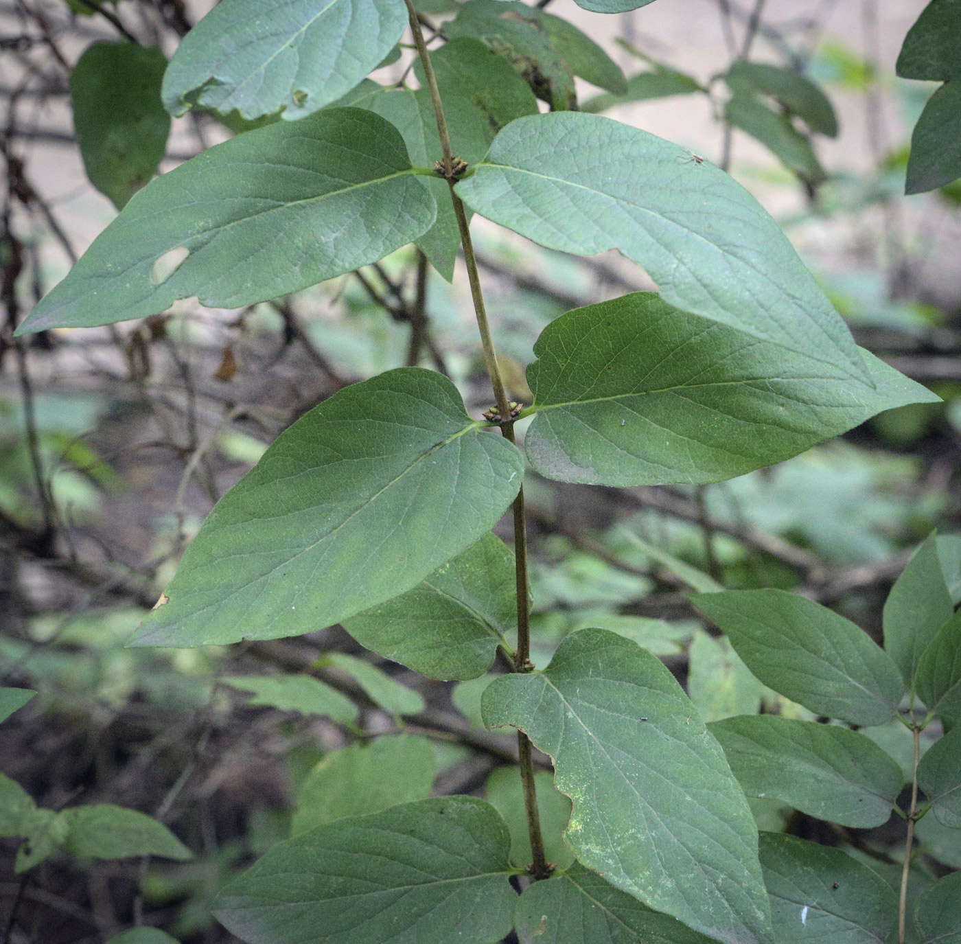 Image of Lonicera × brownii specimen.